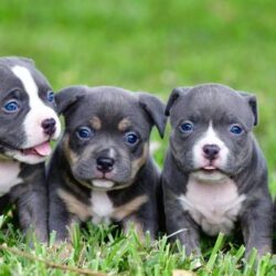 Pocket bully puppy