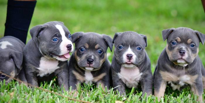 Pocket bully puppy