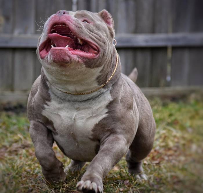 Bully bullies venomline venom dogs rampage louis texassizebullies bullys lines breeding litter littermates superstars standout