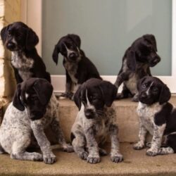 German shorthaired pointer puppies for sale