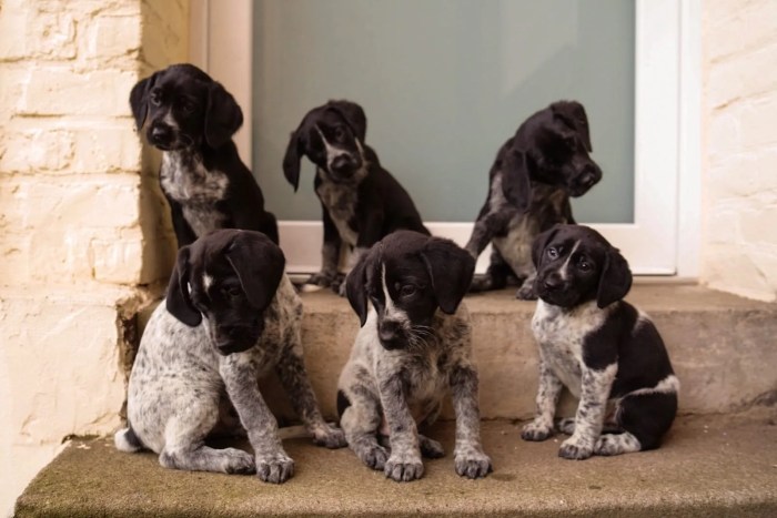 German shorthaired pointer puppies for sale