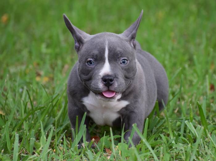 Pocket bully puppy