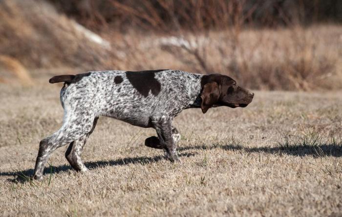 German pointer shorthaired puppies roan puppy dog sale