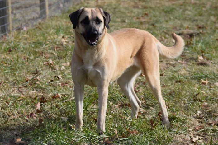 Shepherd anatolian dog puppies kangal turkish breed breeds wallpaper dogs like old shepherds brindle farm different large mountain size standing