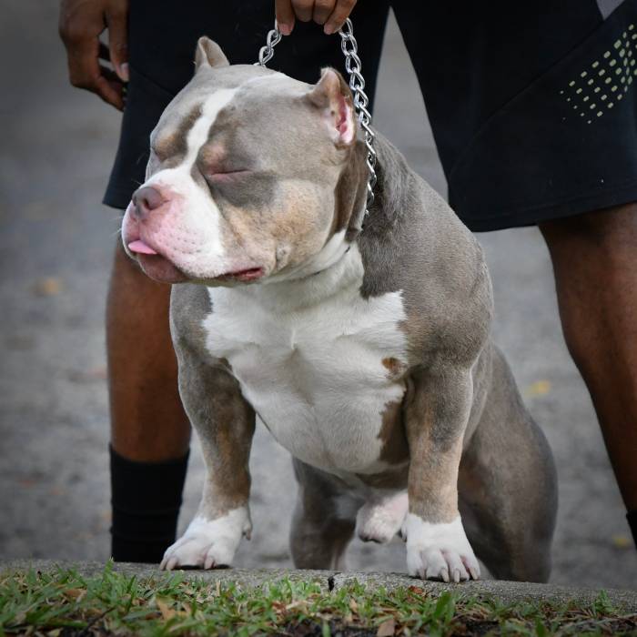 Pocket bully bullies venomline medium breedings