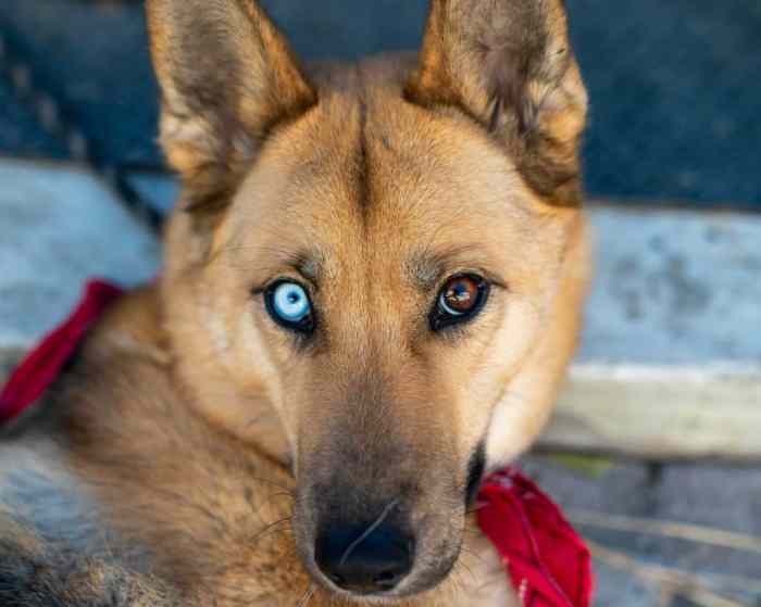 Husky german shepherd mix puppy