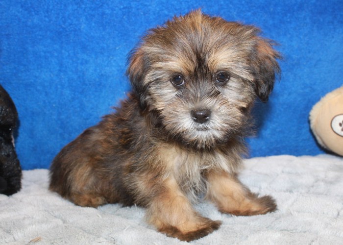 Shorkie puppies