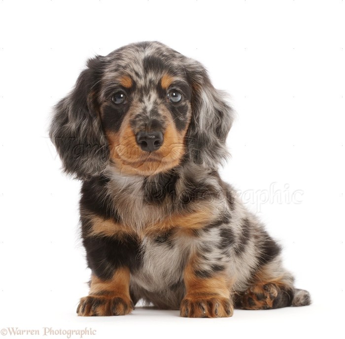 Long haired dachshund puppies