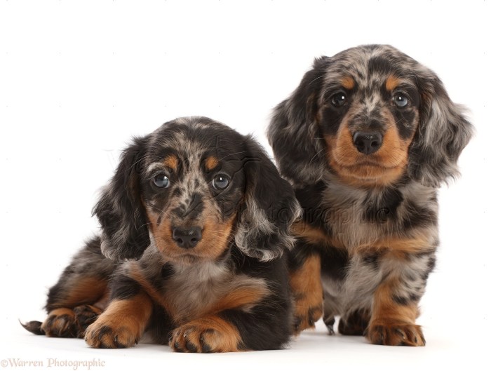 Long haired dachshund puppies