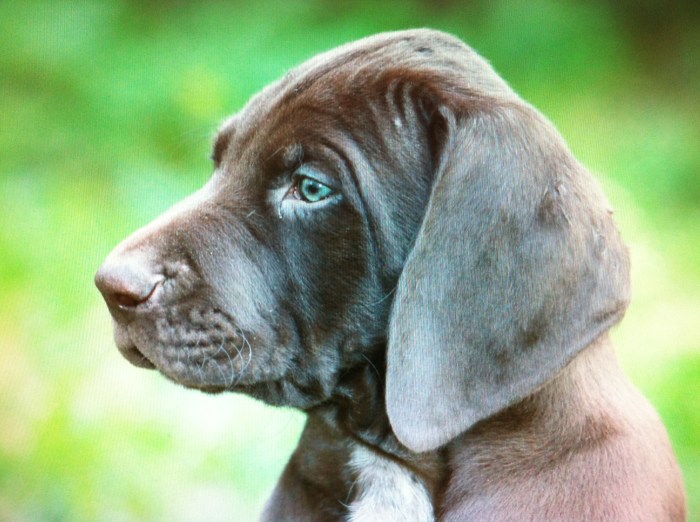 German shorthaired pointer puppies for sale