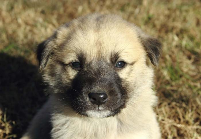 Anatolian shepherd puppies