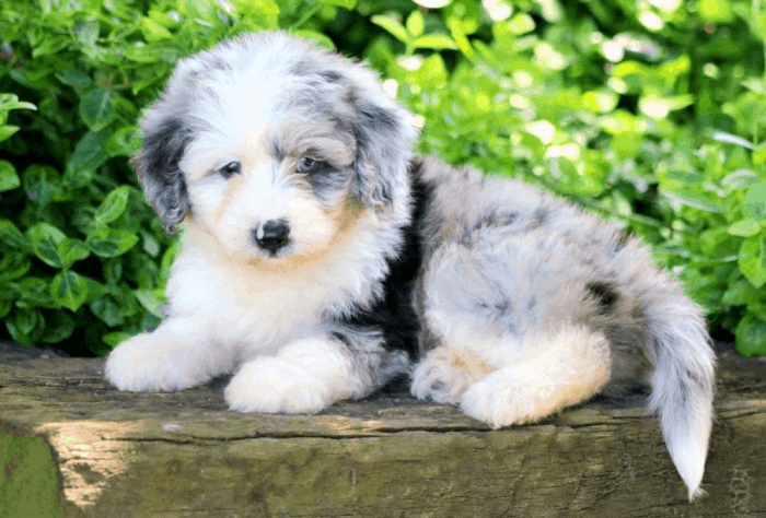 Aussiedoodle puppies