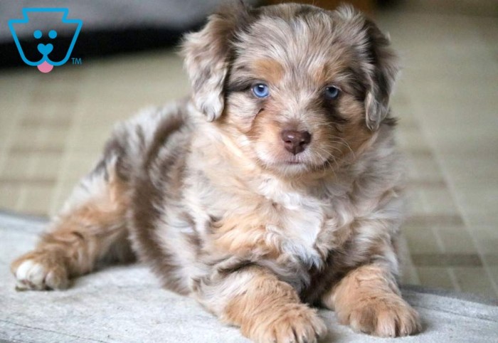 Mini aussiedoodle puppy