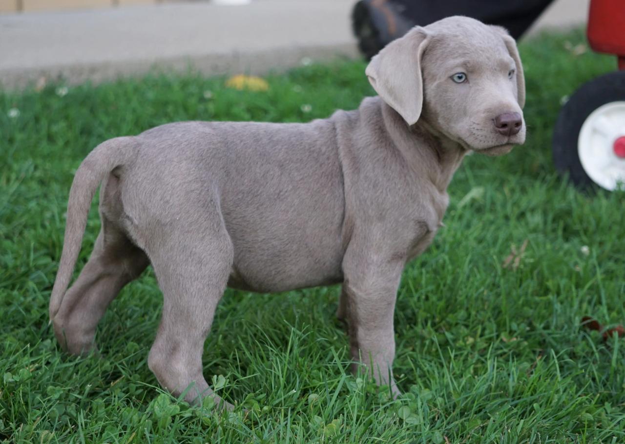 Silver lab puppies for sale