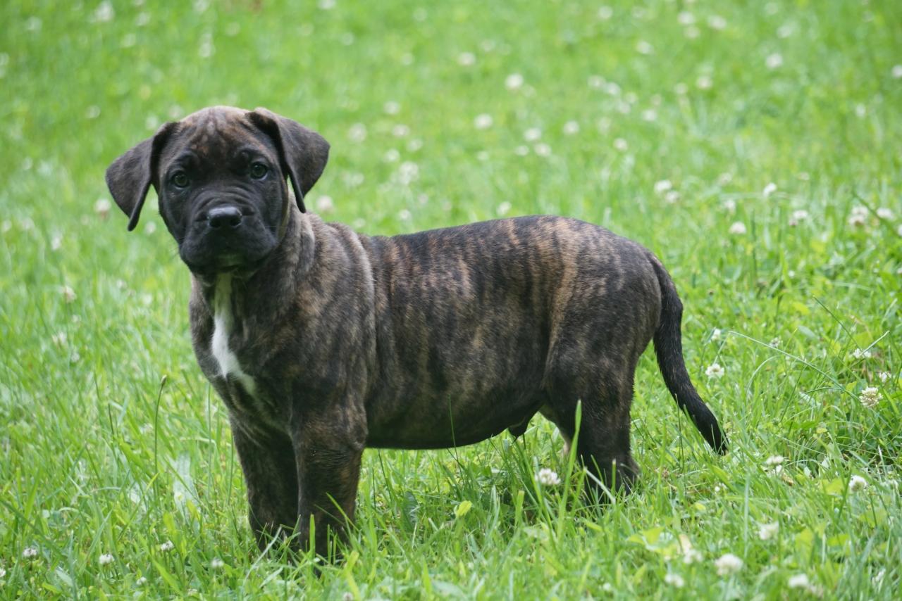 Presa canario puppies for sale