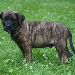 Presa canario puppies for sale