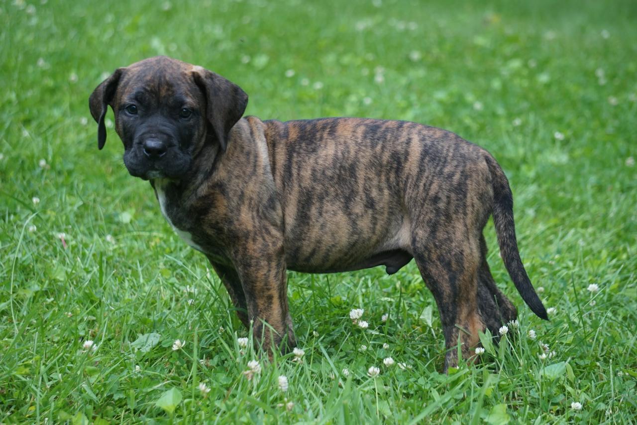 Presa canario puppies for sale