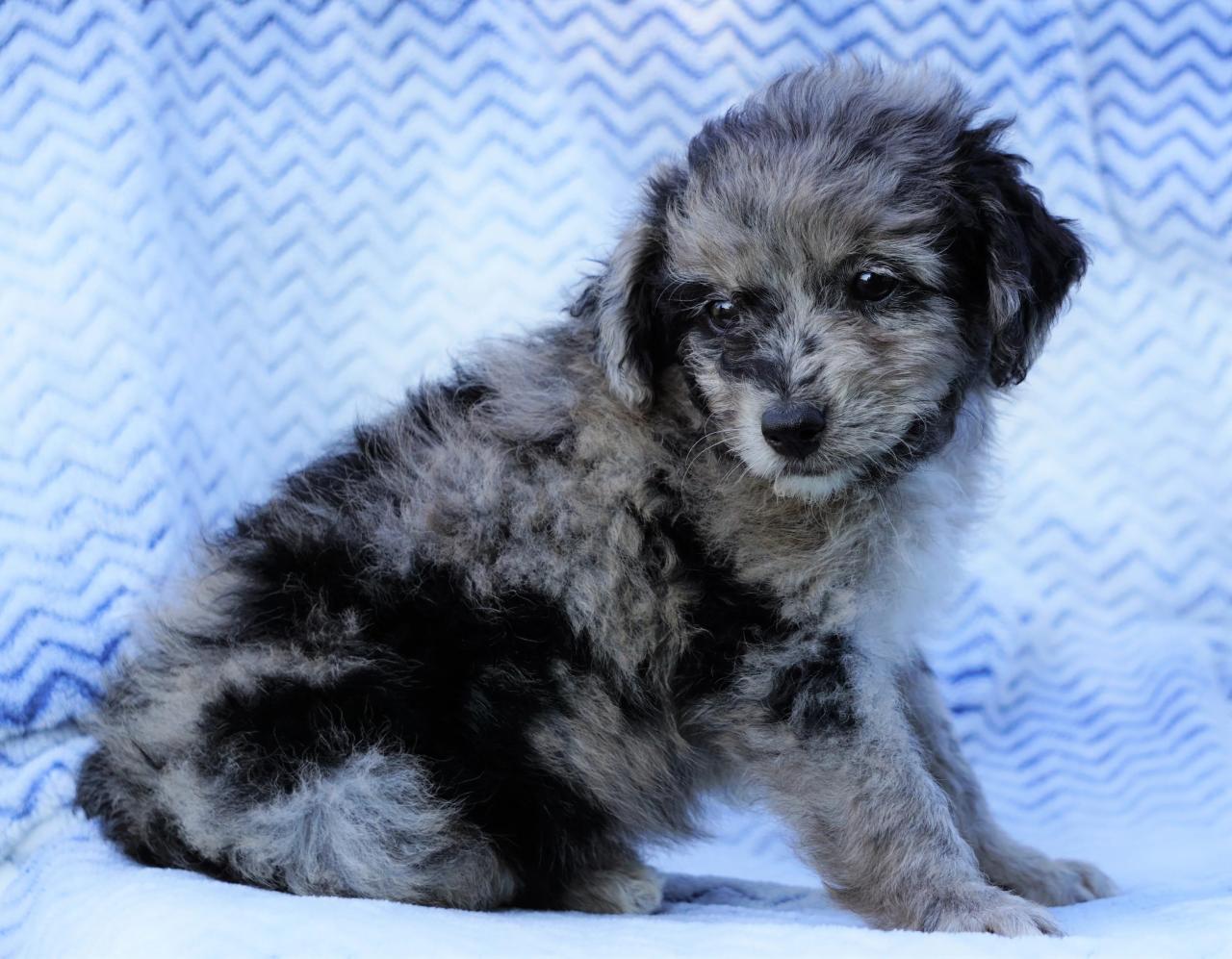 Merle aussiedoodle puppies aussie