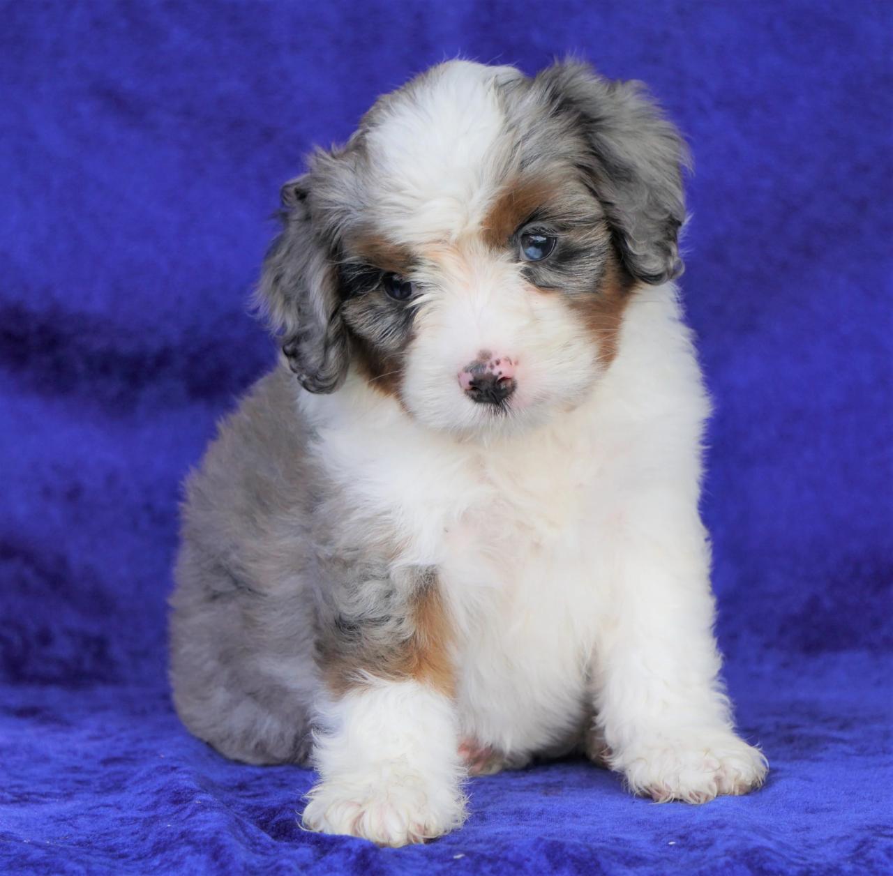 Mini aussiedoodle puppy