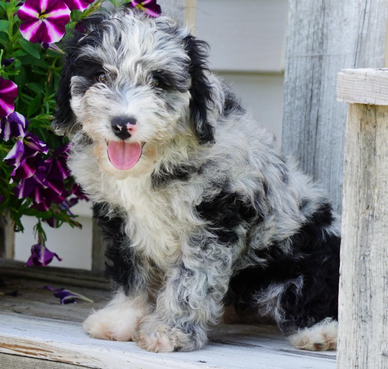 Aussiedoodle puppies