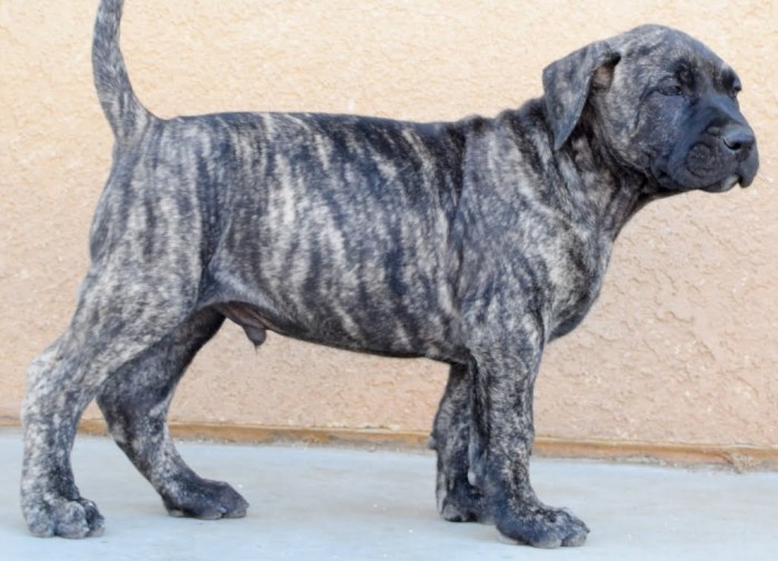 Presa canario weeks socal