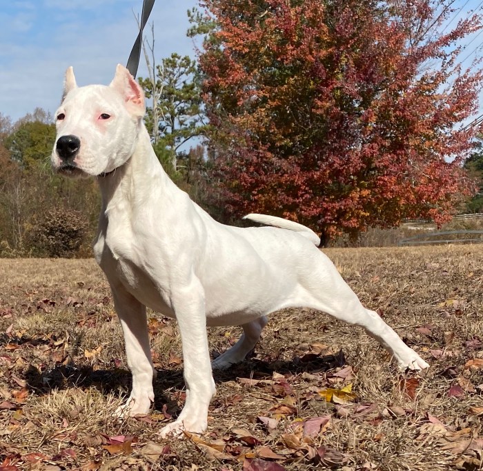 Dogo argentino puppies for sale