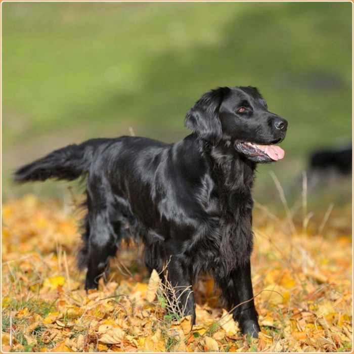 Retriever coated yellow puppy