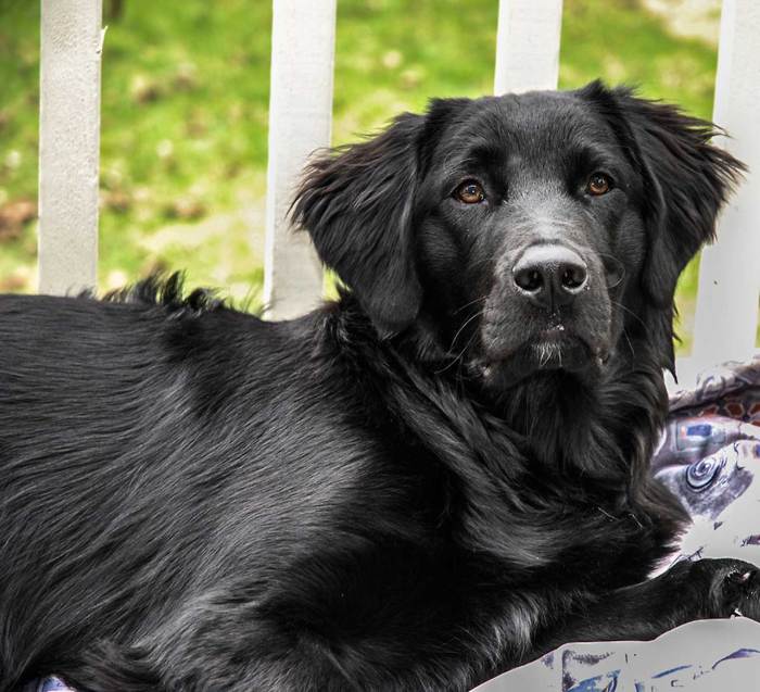 Flat coated retriever puppies