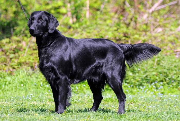 Flat coated retriever puppies