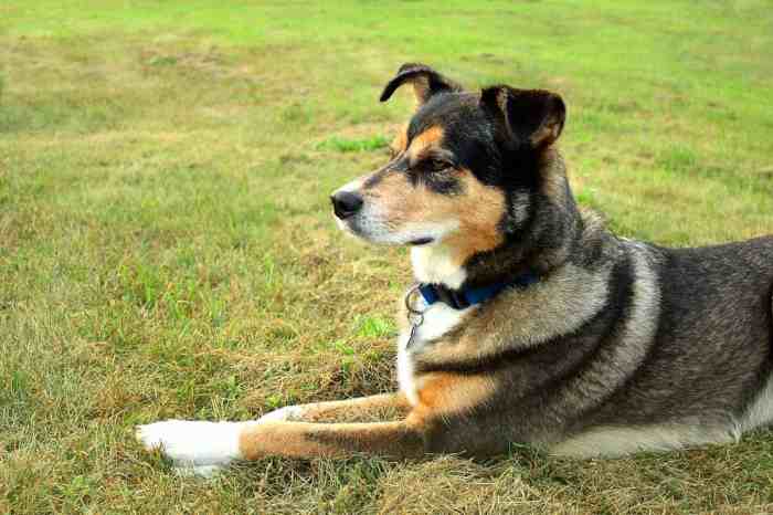 Husky german shepherd mix puppy