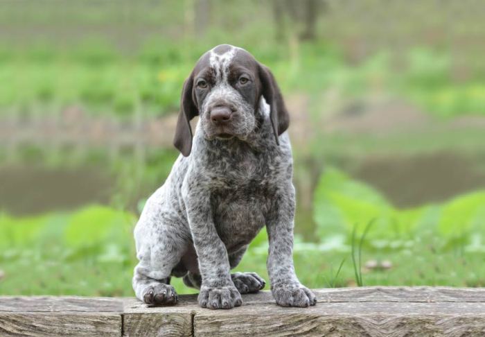 Pointer shorthaired short puppies pointers gsp pup retriever kurzhaar hunde welpen characteristics jagdhunde visitar petpress breeds cachorro chocolatelabradorstore coupled quality