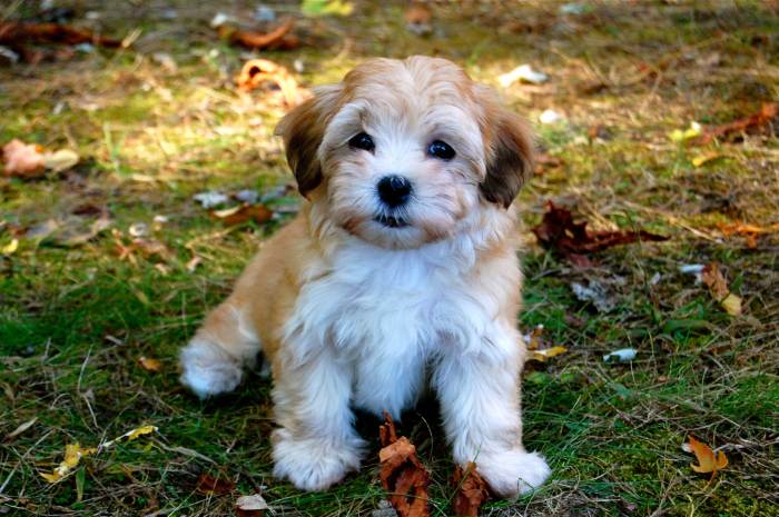 Havanese