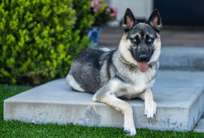 Husky mix german shepherd dog puppies puppy wolf big dogs malamute shepard huge