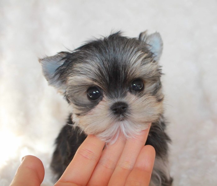 Morkie puppies for sale