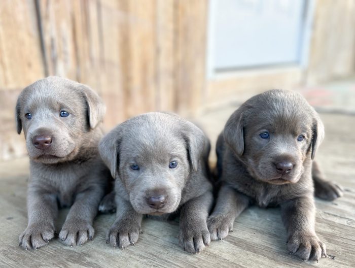 Silver lab puppies for sale