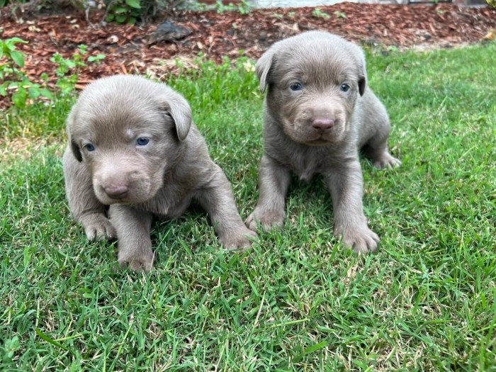 Dogable labrador puppy retriever