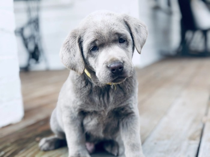 Puppies labrador retriever newborn litter kennels