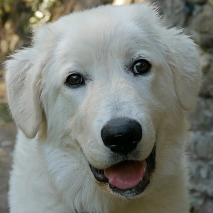 Maremma sheepdog dogs sheepdogs dog like abruzzese breed pastore look sheep temperament big puppies great guardian livestock italy age italian