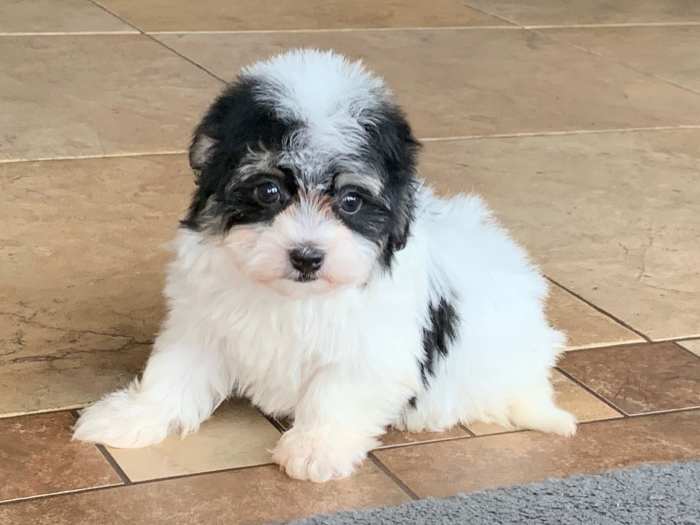 Havanese puppies near me