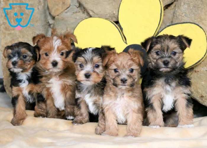 Morkie puppies sale barre wilkes pa puppy female