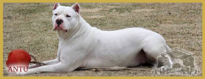 Dogo argentino trained