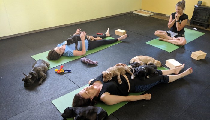 Puppy yoga