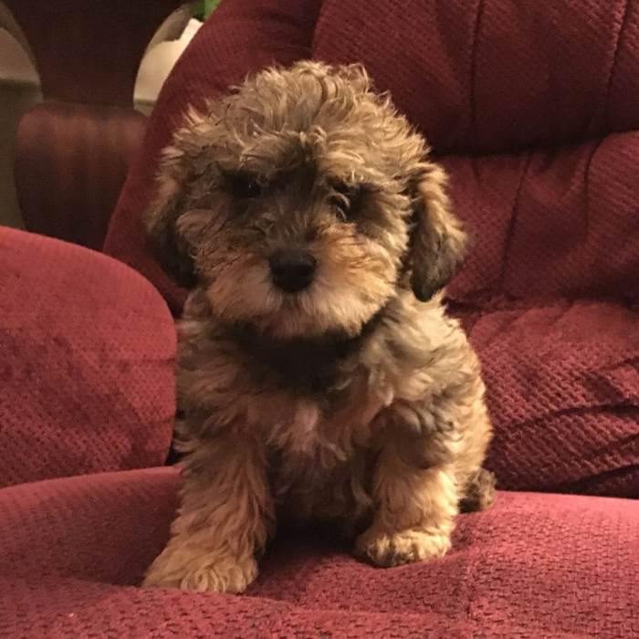 Schnoodle pippy