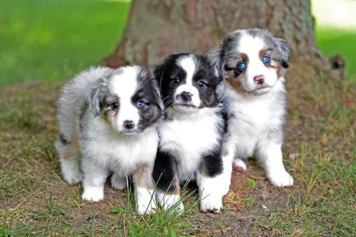 Miniature australian shepherds puppies boxy