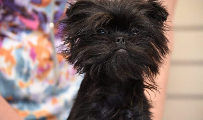 Affenpinscher