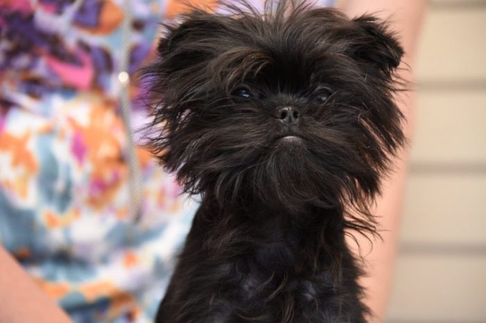 Affenpinscher