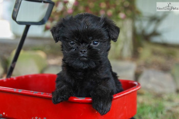 Affenpinscher puppies breeders