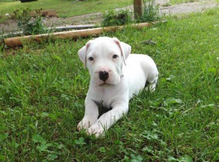 Dogo argentino fiera kennel blanca