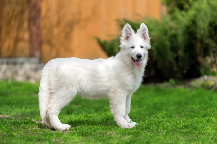 Shepherd white puppies sale german bernardino county san ca bloodline ch