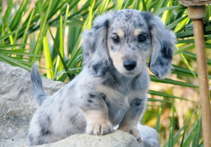 Dachshund long haired dapple puppies miniature pup mini silver puppy dog dachshunds dogs white warrenphotographic breed hair love background curious